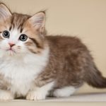 FIP, Virus Langka dan Mematikan Bagi Kucing